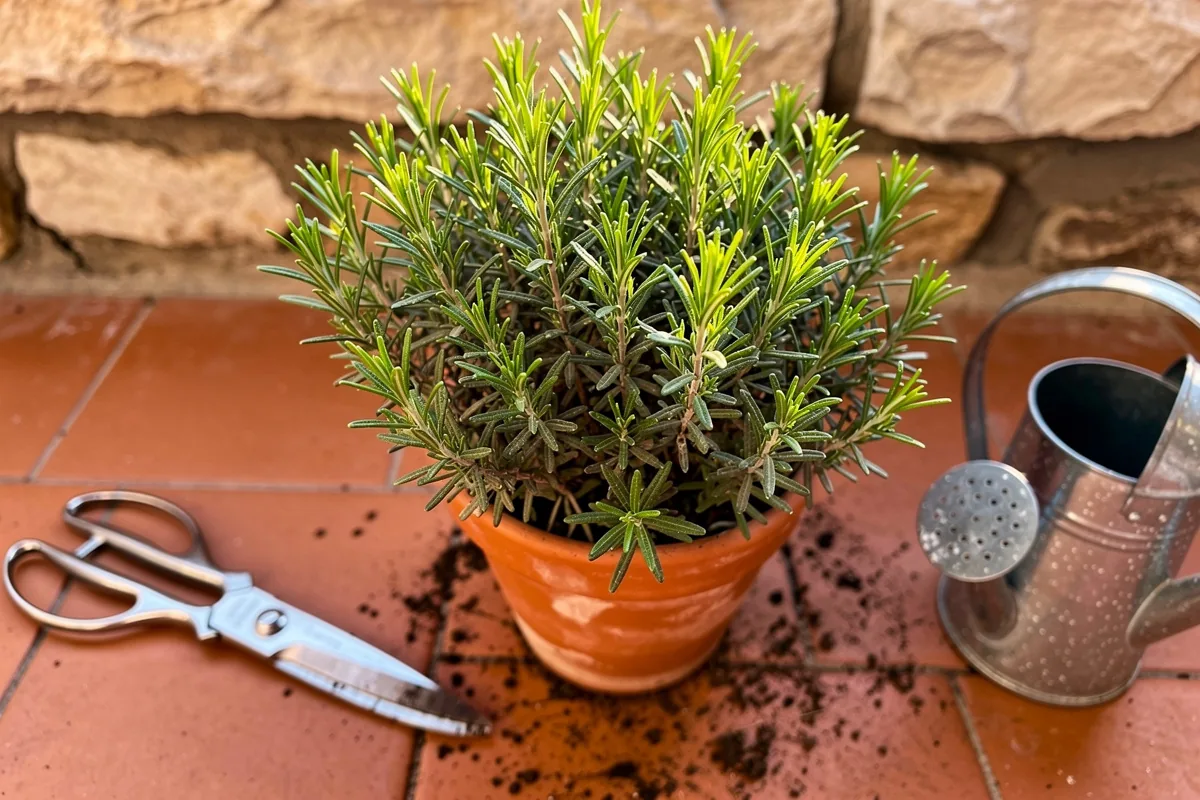 Rosmarino secco e legnoso? Il segreto della potatura "a cerchio" di marzo che lo fa rinascere in 15 giorni